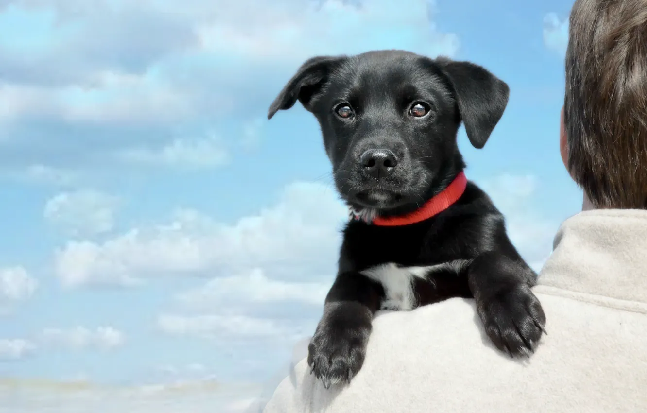 Photo wallpaper look, clouds, dog, muzzle, puppy, on the shoulder, Labrador Retriever