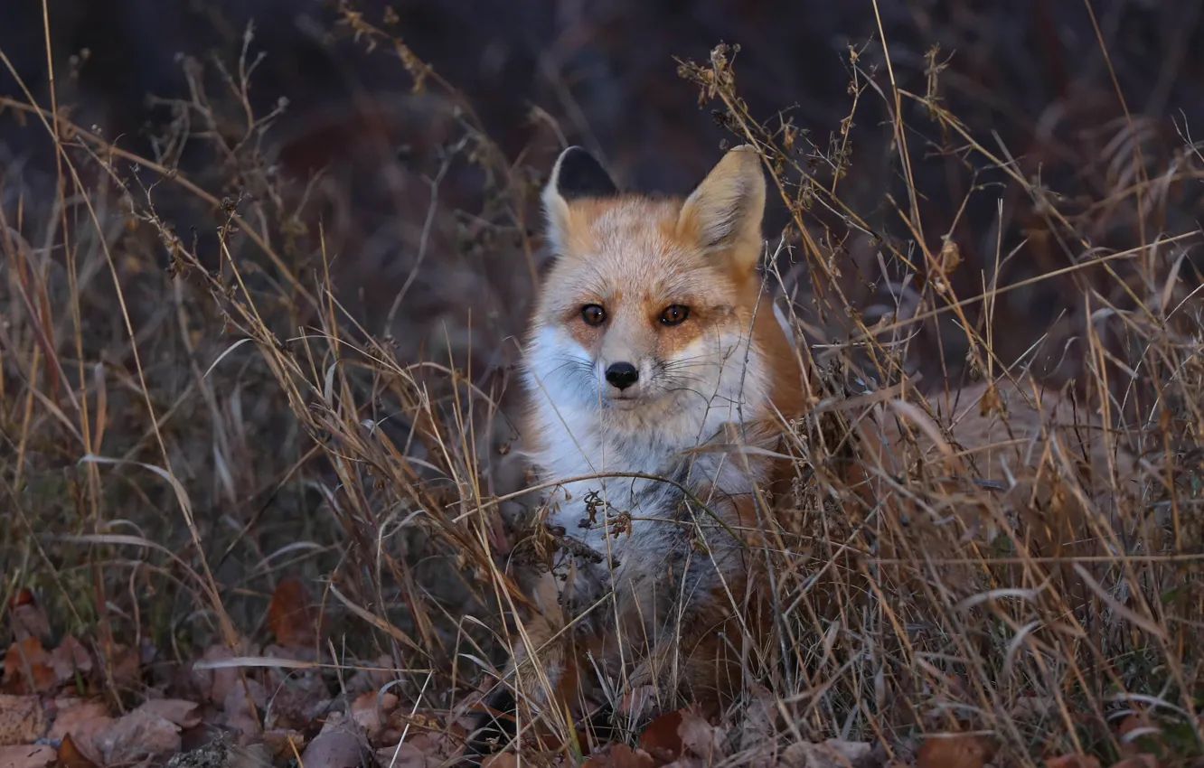 Photo wallpaper face, branches, thickets, portrait, Fox