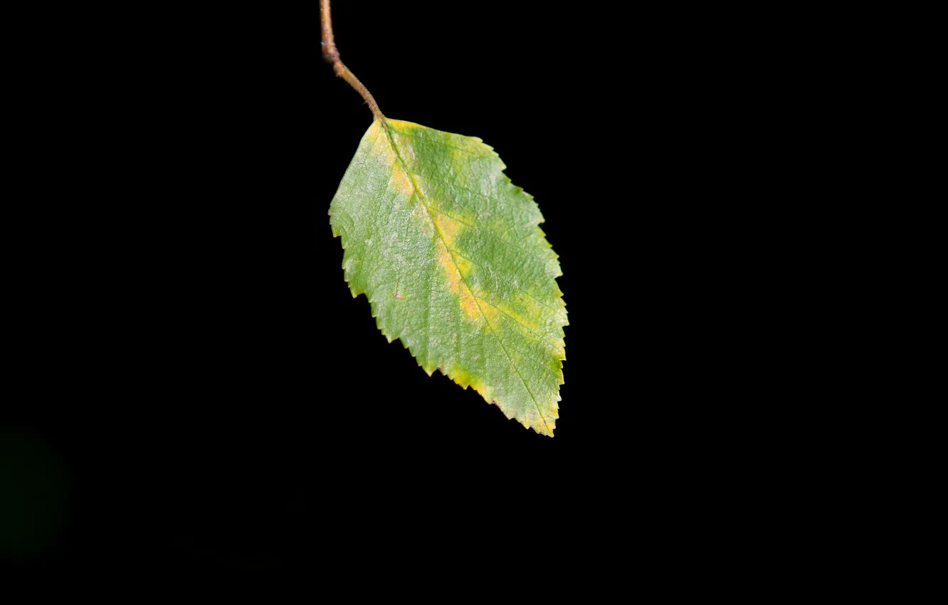 Photo wallpaper autumn, leaves, background, dark