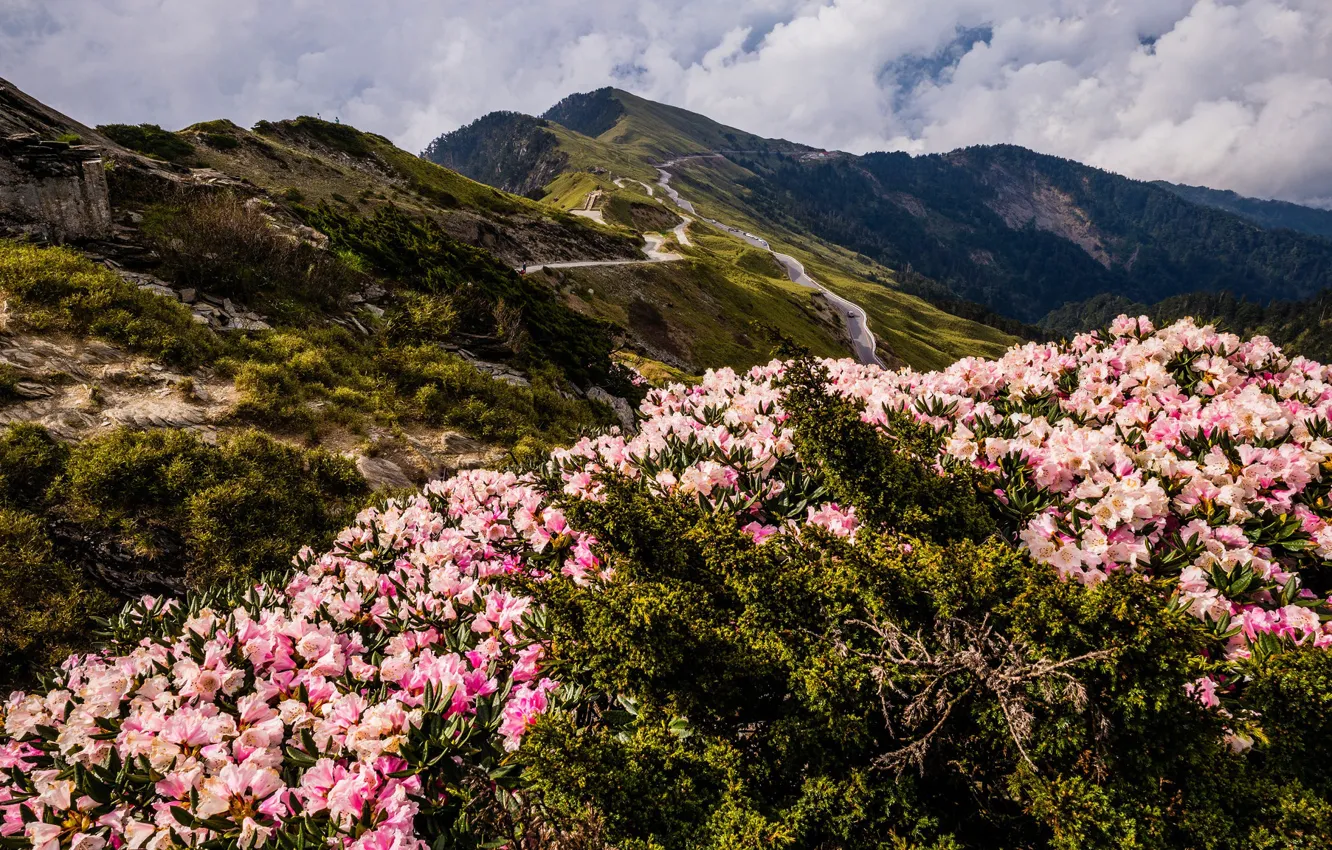 Photo wallpaper the sky, leaves, clouds, landscape, flowers, mountains, nature, hills