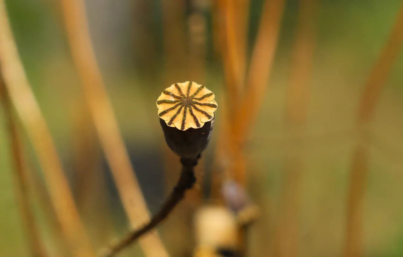 Photo wallpaper poppy, dry, seeds