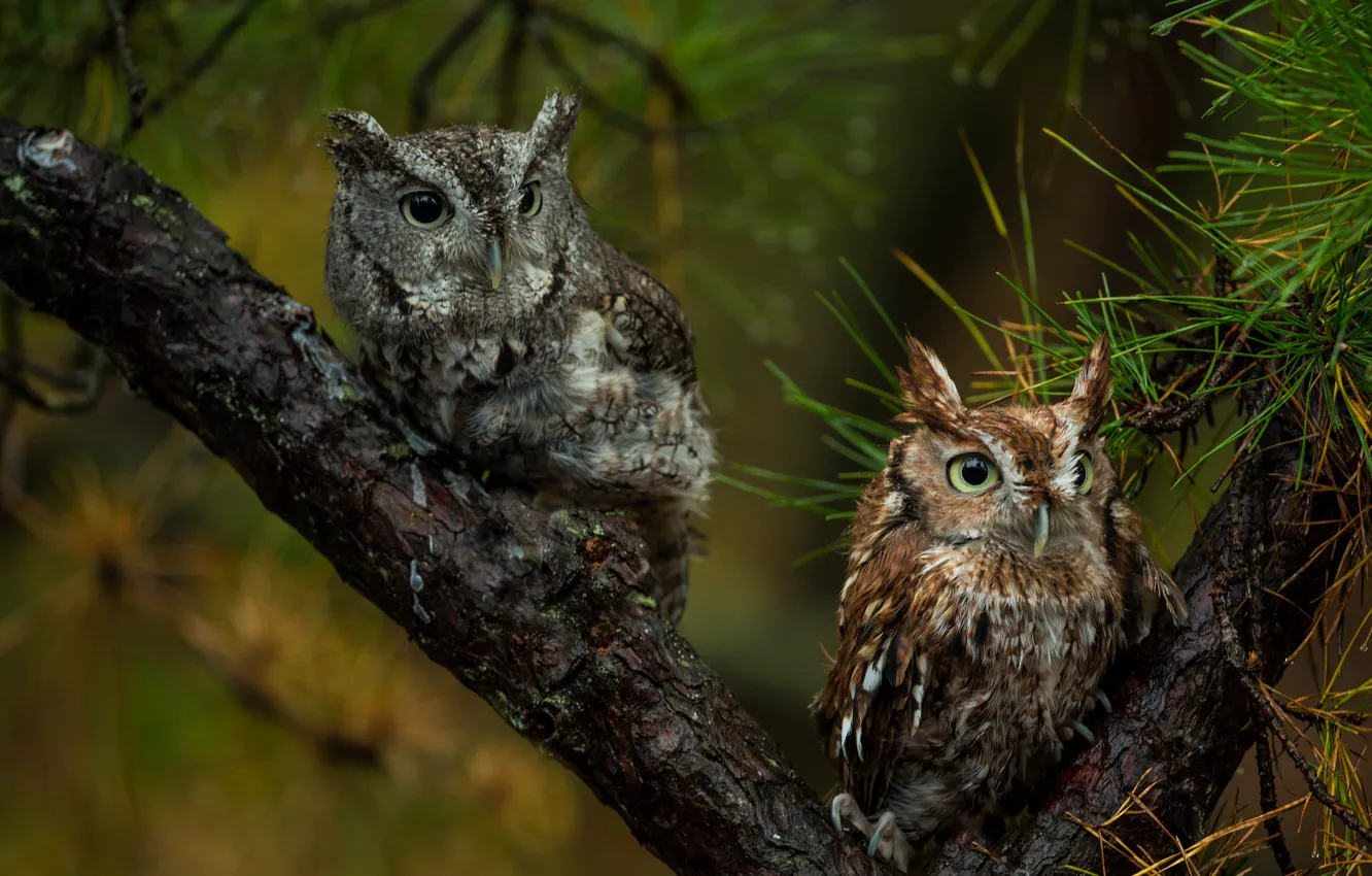 Photo wallpaper birds, tree, pair, owls
