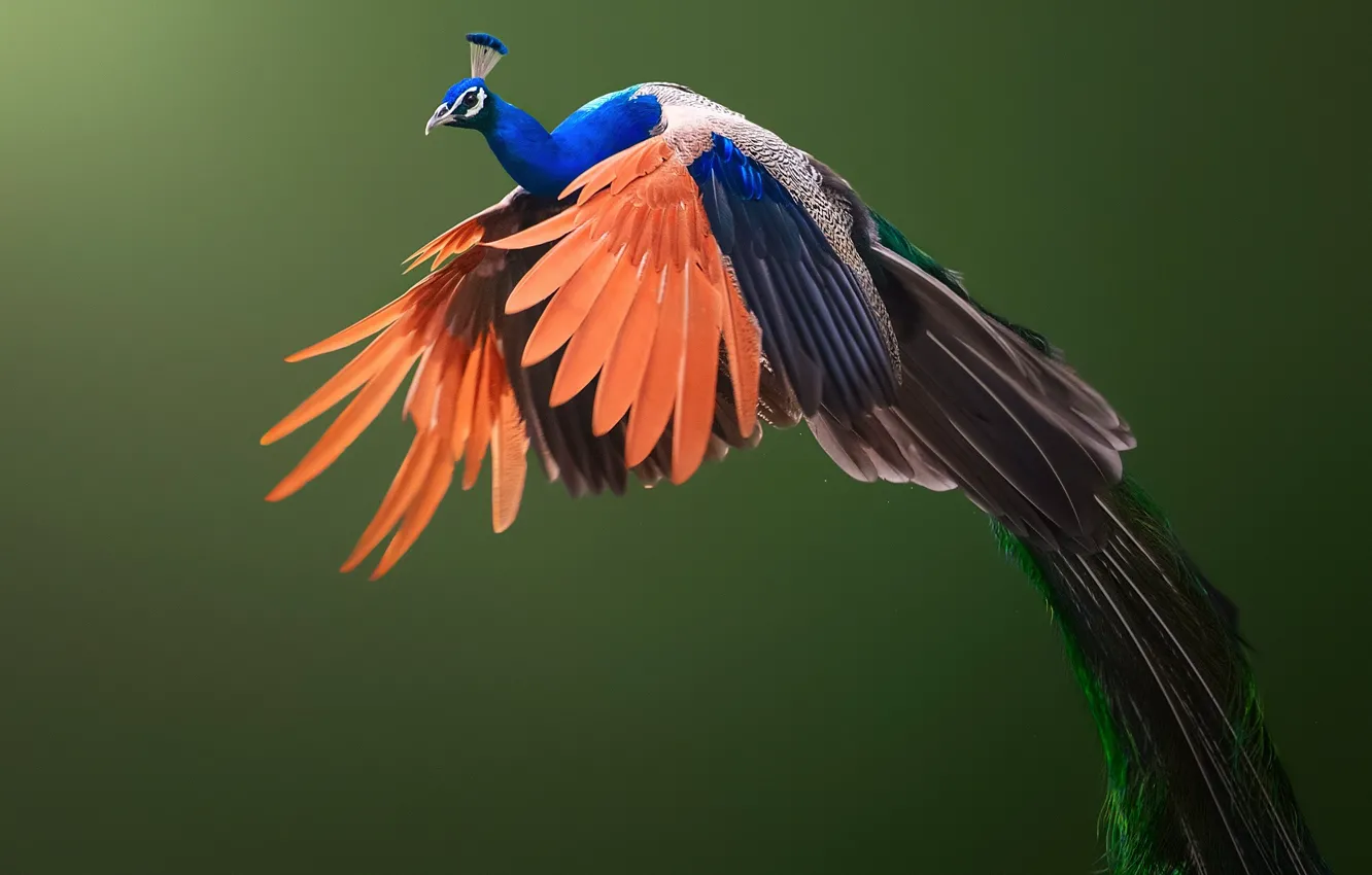 Photo wallpaper background, bird, wings, peacock