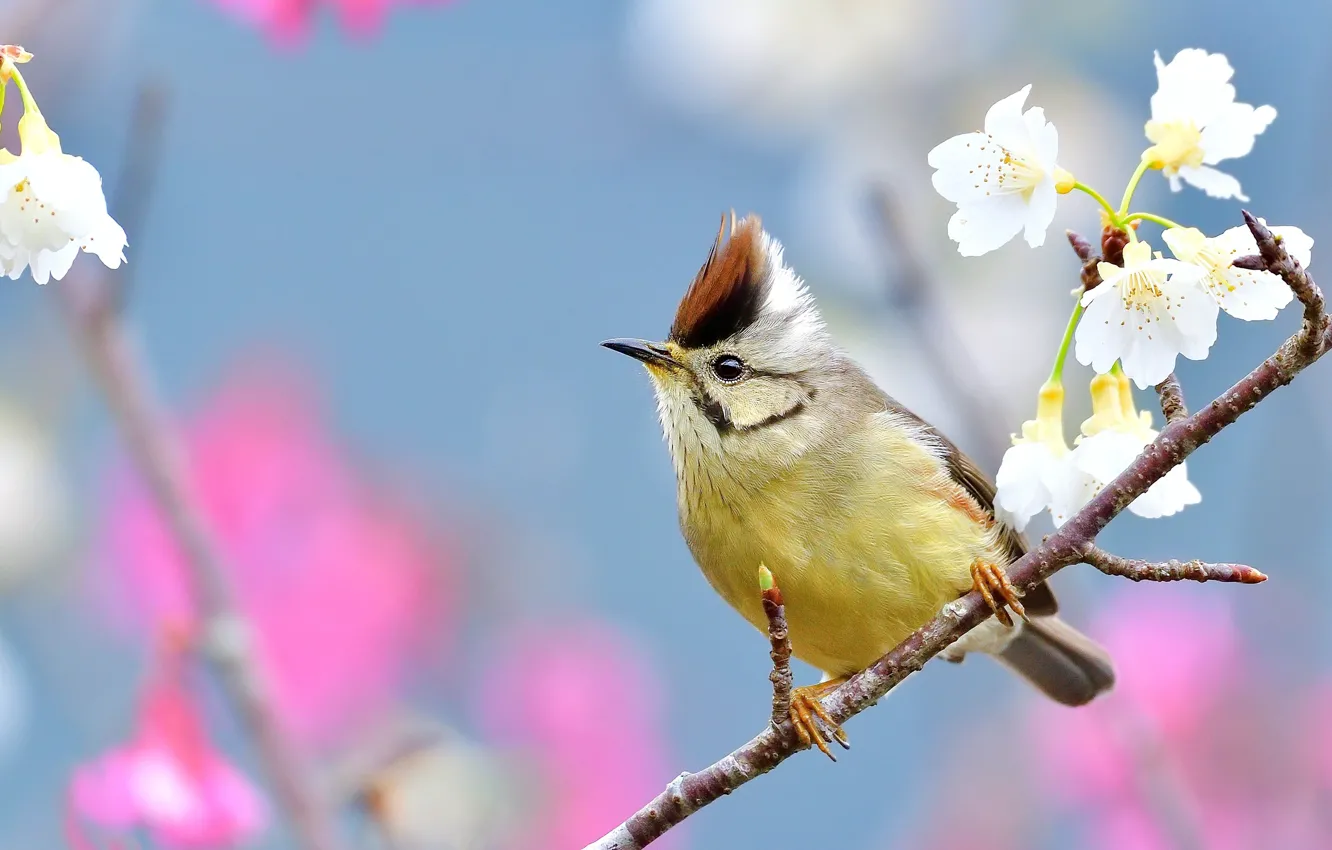 Photo wallpaper flowers, bird, branch, spring, white, bird, flowering, blue background