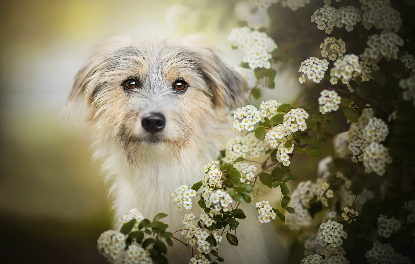 Photo wallpaper dog, flowering, bokeh, Lilly
