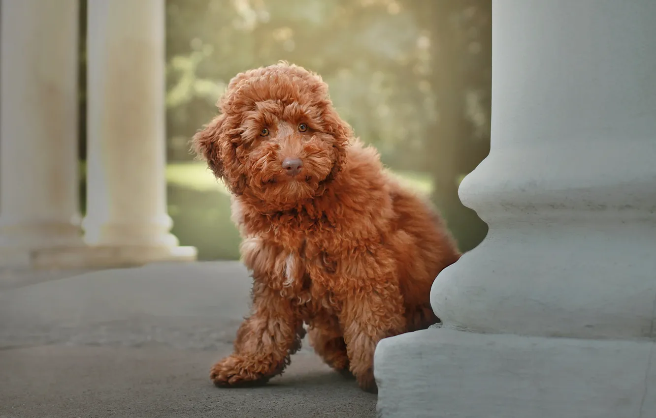 Photo wallpaper look, nature, dog, columns, face