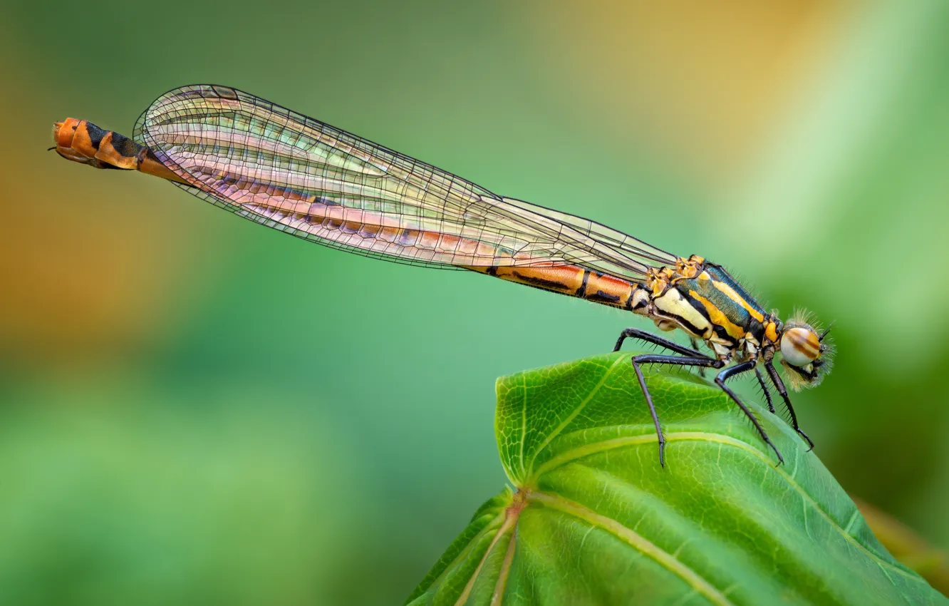 Photo wallpaper summer, macro, nature, animal, dragonfly, insect
