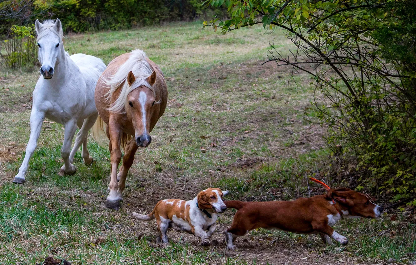 Photo wallpaper grass, horse, dog, the bushes, lawn, run