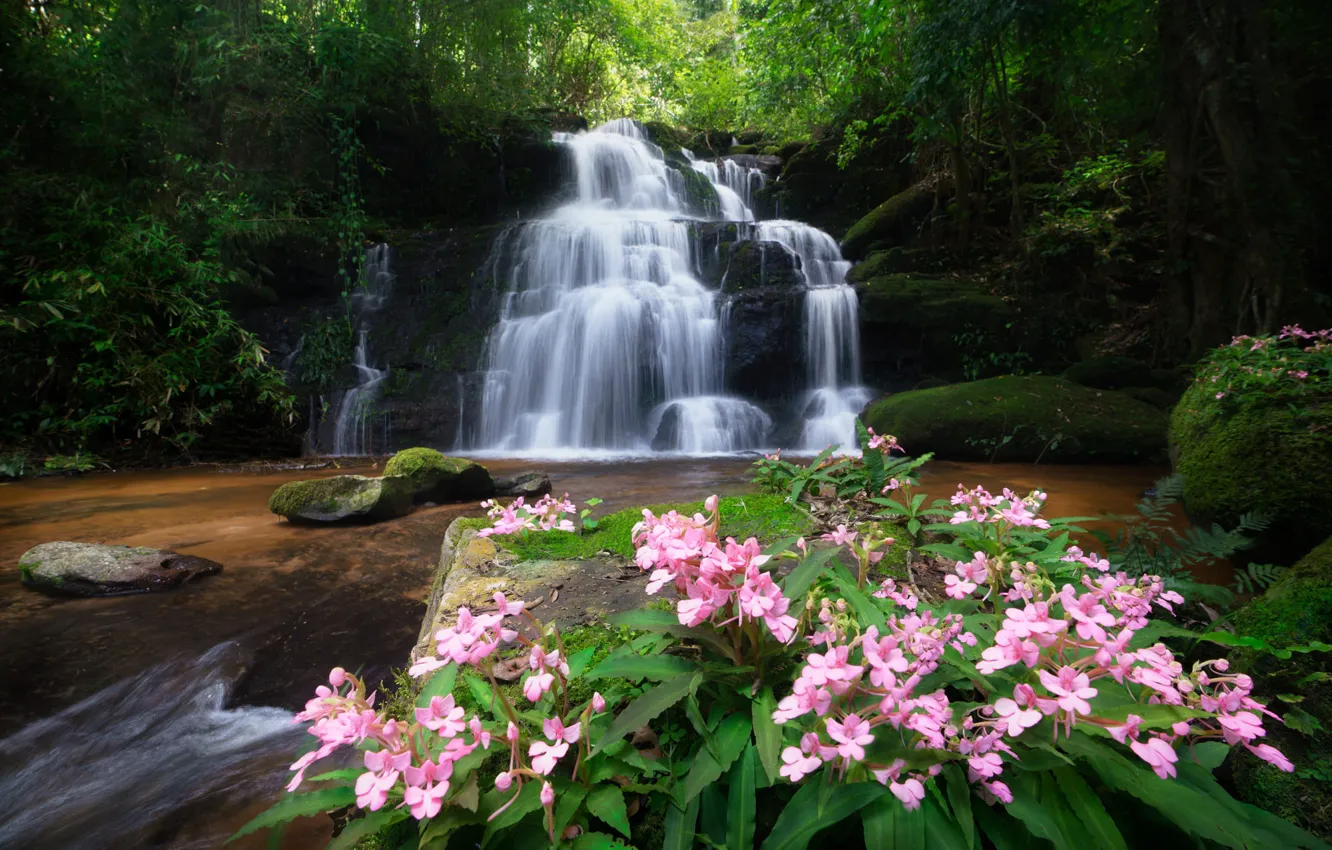 Photo wallpaper greens, summer, leaves, flowers, Park, stones, rocks, shore