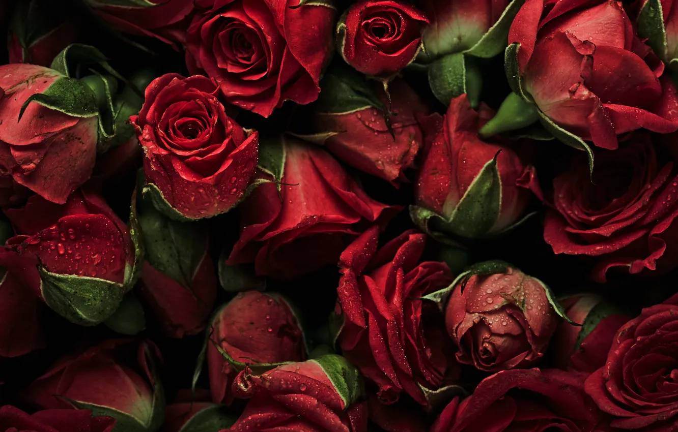 Photo wallpaper flowers, red, background, roses, red, buds, fresh, flowers