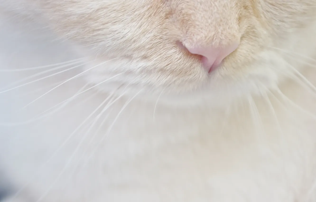 Photo wallpaper white, cat, mustache, nose, muzzle