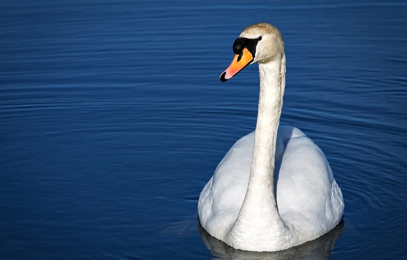 Photo wallpaper white, ruffle, grace, Swan, pond, neck