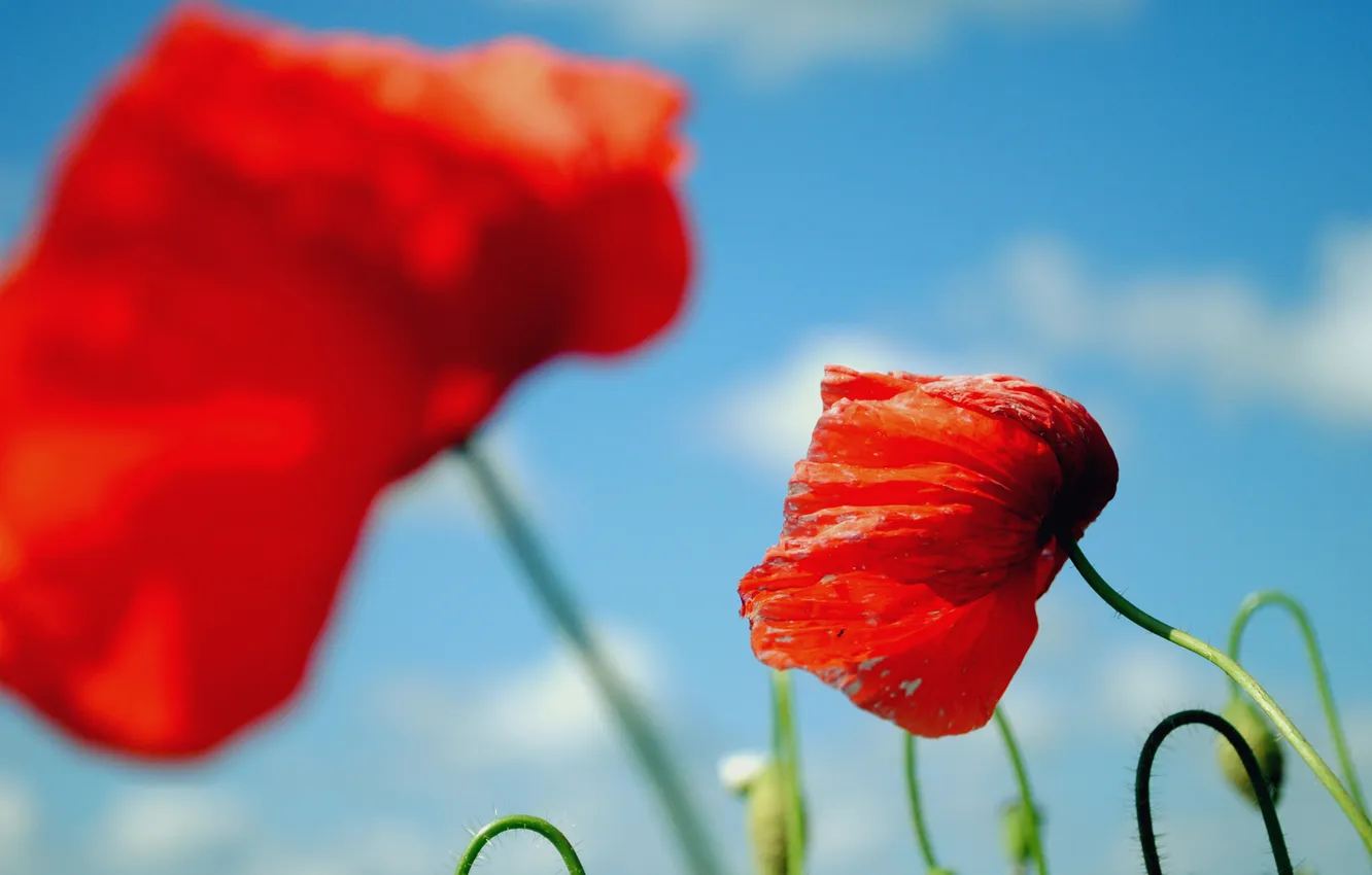 Photo wallpaper the sky, macro, flowers, red, Mac, Maki, blur, Sunny