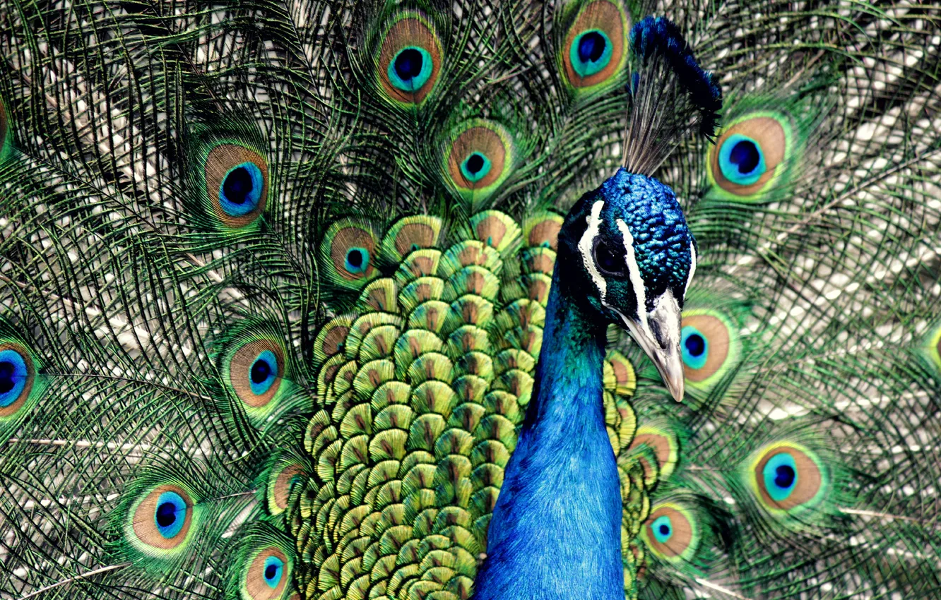Photo wallpaper blue, feathers, peacock