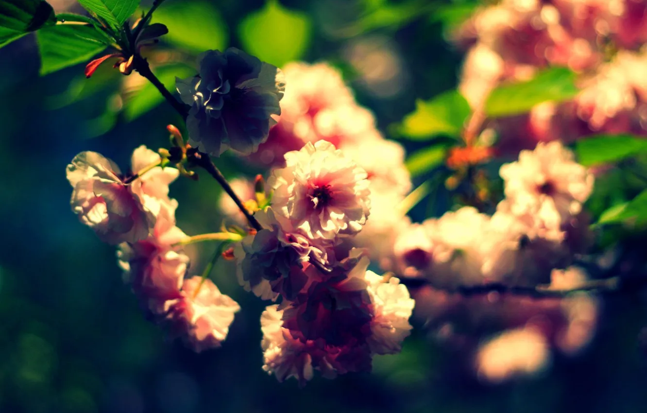 Photo wallpaper leaves, macro, flowers, branches, nature, plant, petals