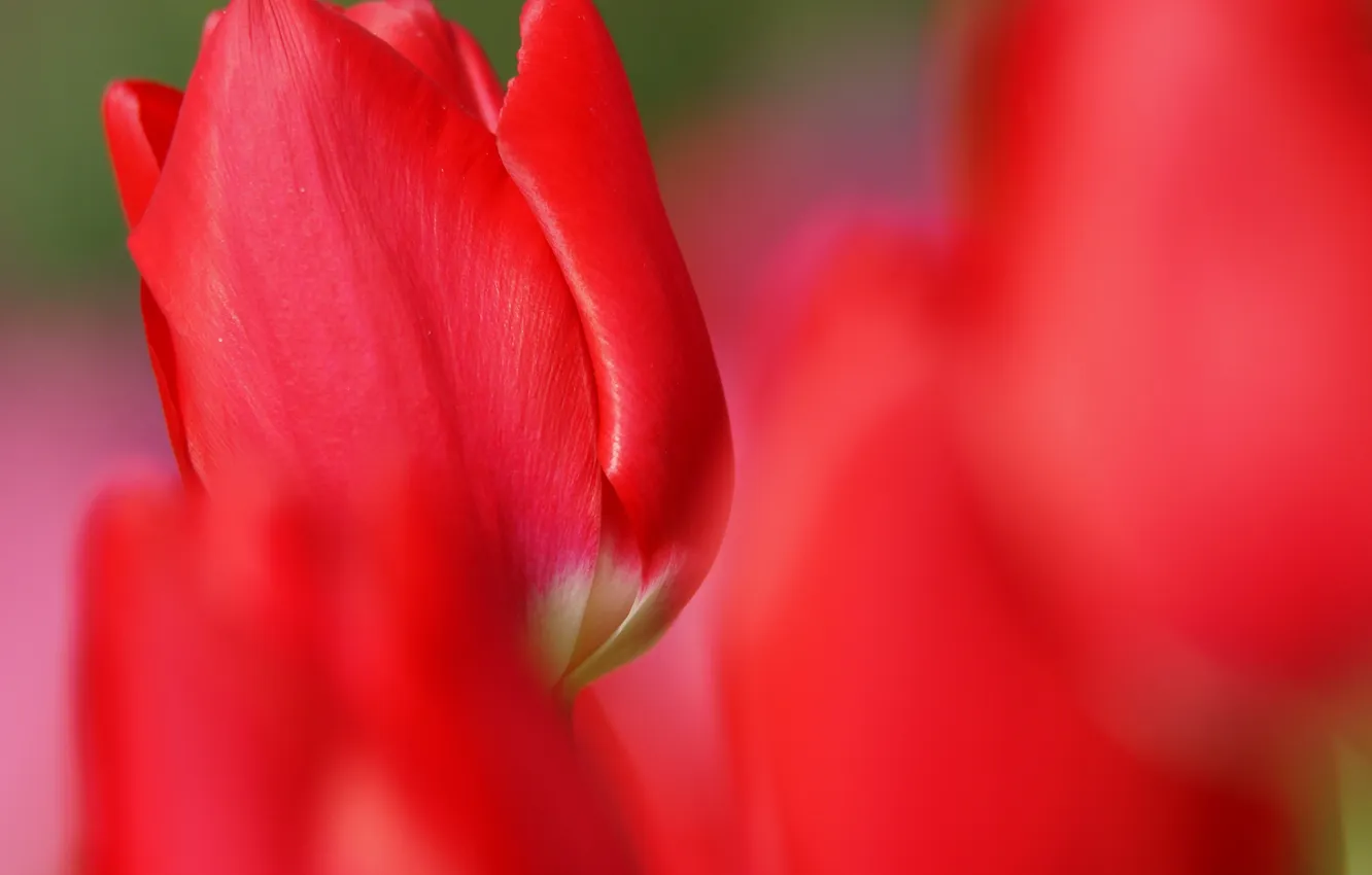 Photo wallpaper flowers, red, focus, tulips