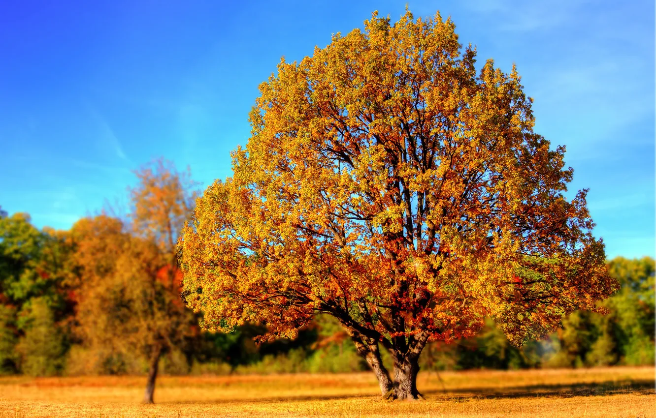 Photo wallpaper tree, the colors of autumn, bokeh
