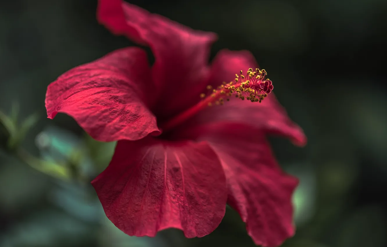 Photo wallpaper macro, red, hibiscus