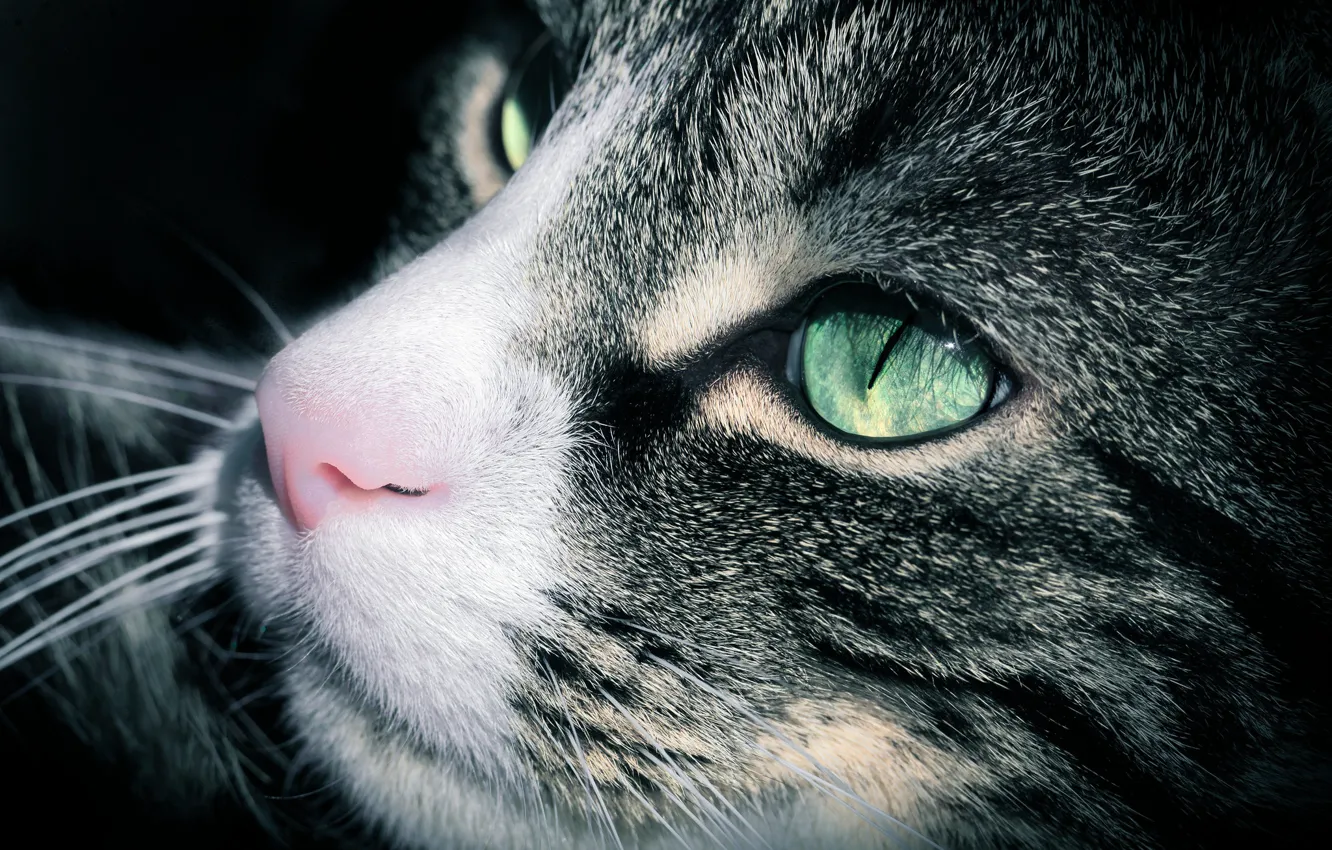 Photo wallpaper cat, eyes, cat, look, face, light, close-up, eyes