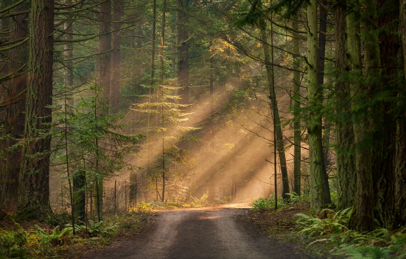 Photo wallpaper forest, the sun, light, trees