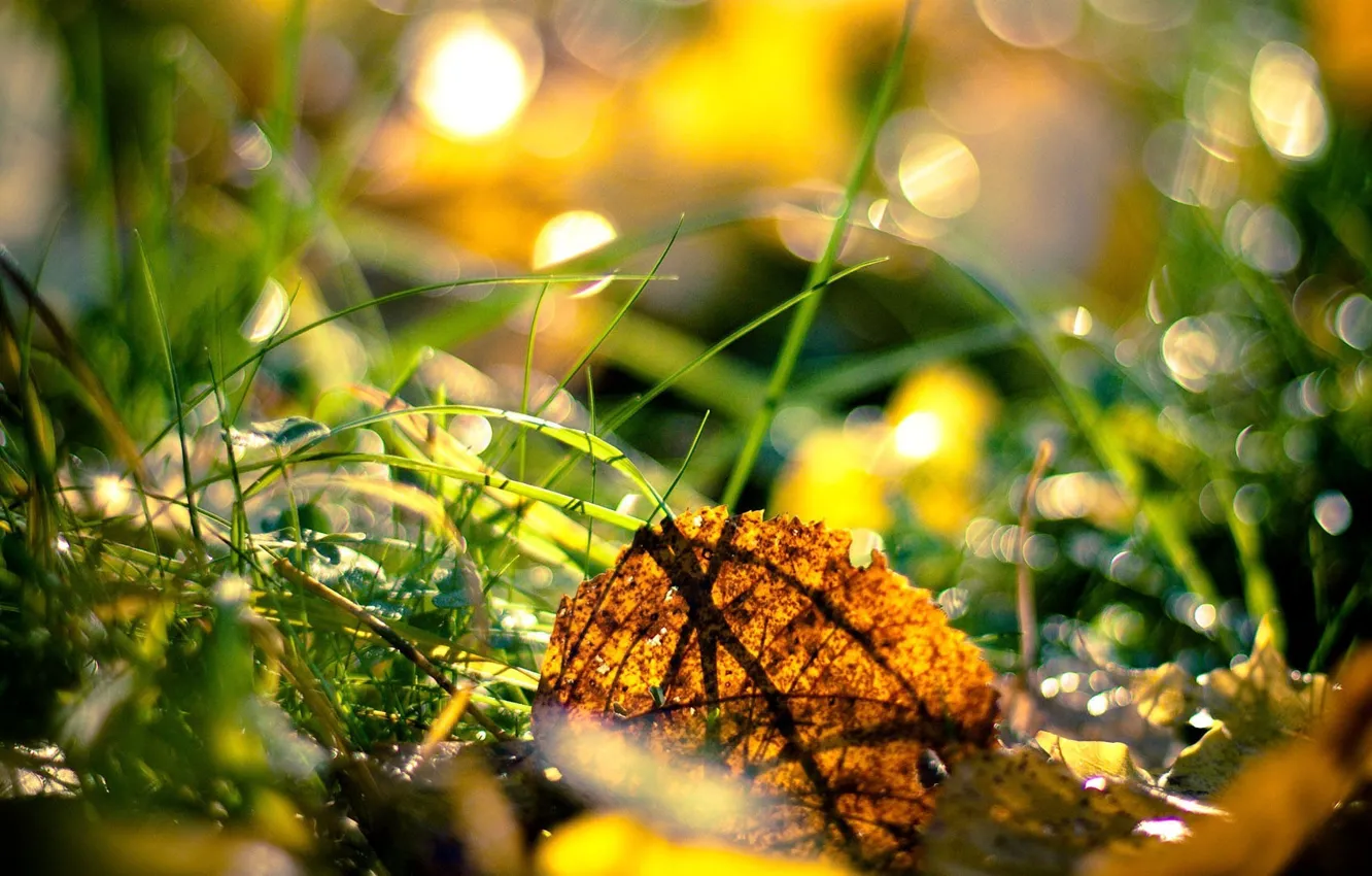 Photo wallpaper autumn, grass, nature, leaf