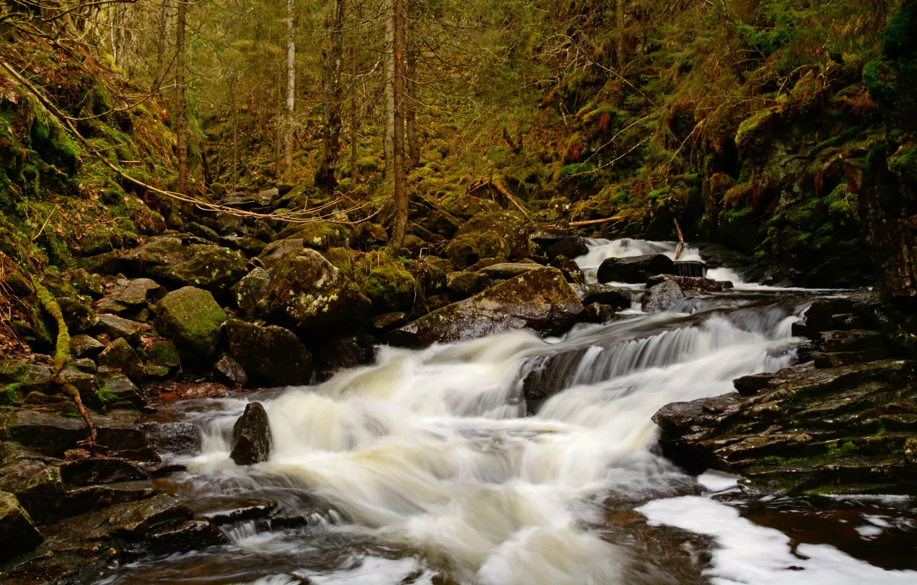 Photo wallpaper autumn, forest, river, stones, stream, Norway, forest, river