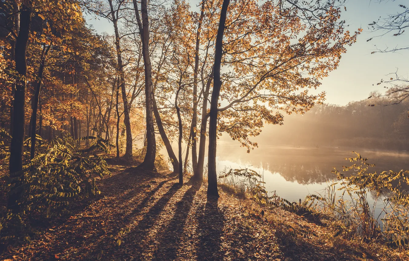 Photo wallpaper autumn, nature, fog, river, morning