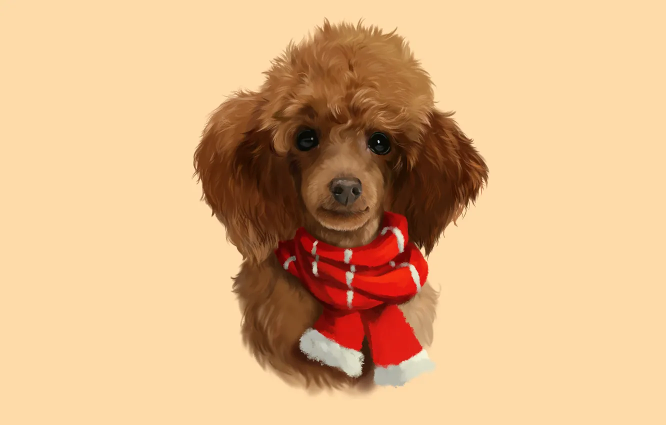 Photo wallpaper dog, scarf, poodle