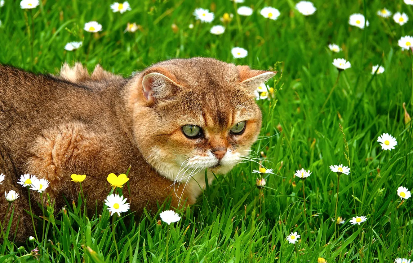 Photo wallpaper grass, cat, serious