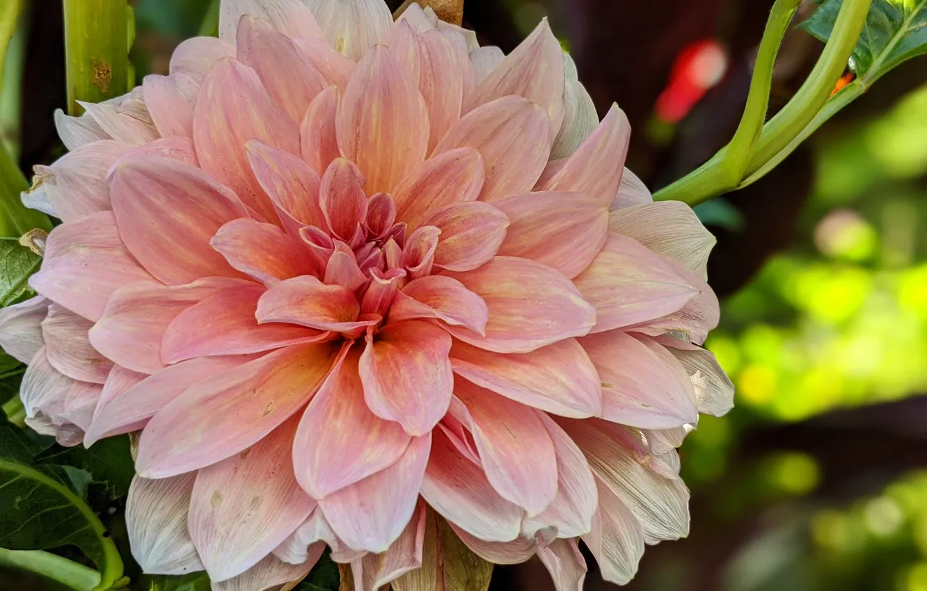 Photo wallpaper flowers, dahlias