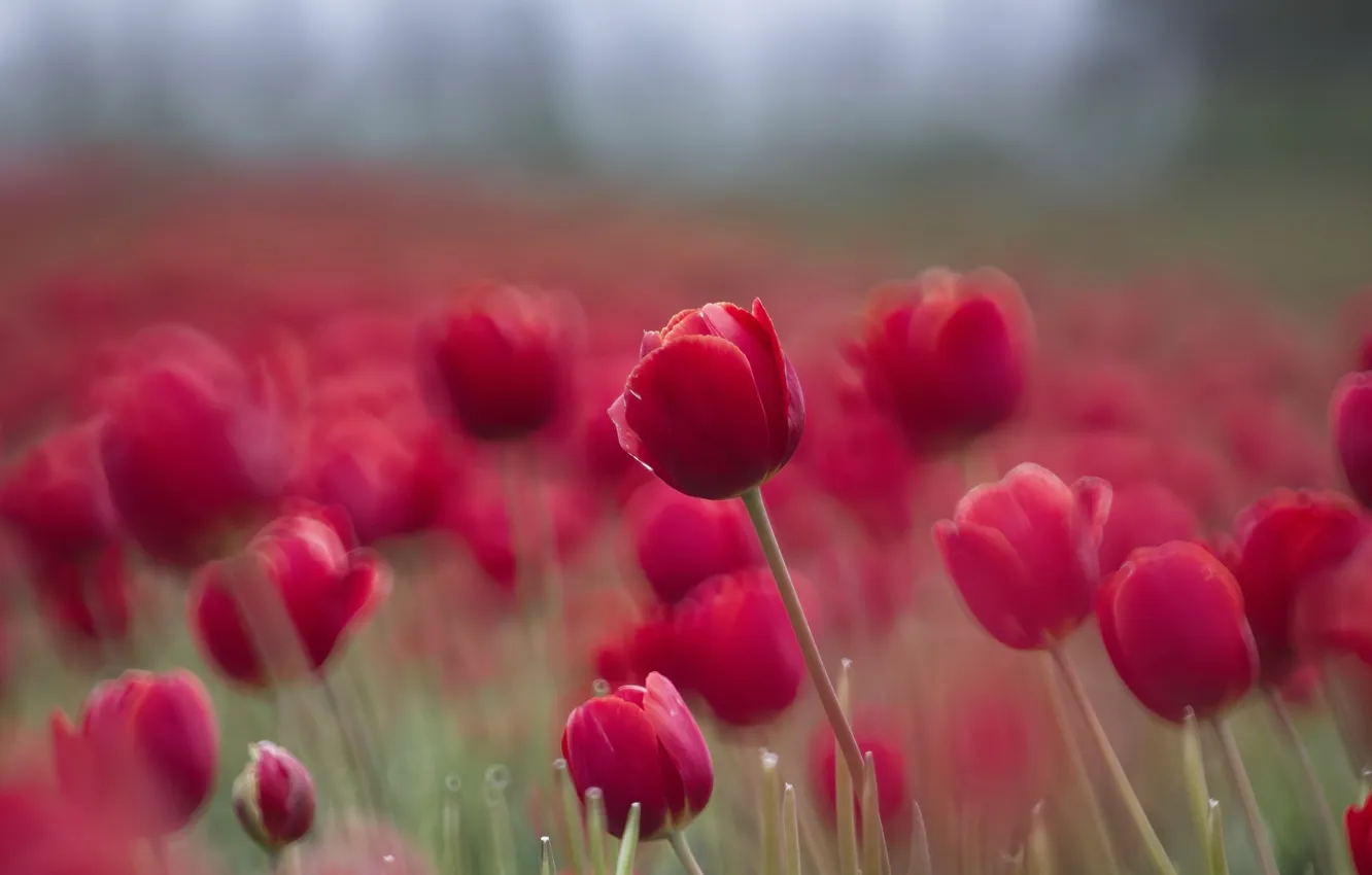 Photo wallpaper field, flowers, red, blur, spring, tulips, flowerbed, bokeh