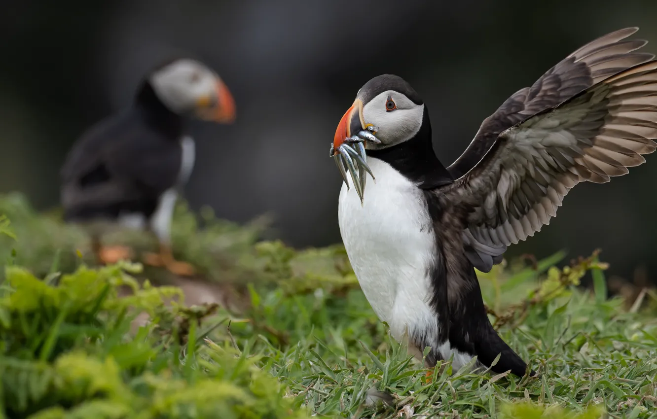 Photo wallpaper grass, nature, bird, fish, stalled, lunch, mining, Atlantic