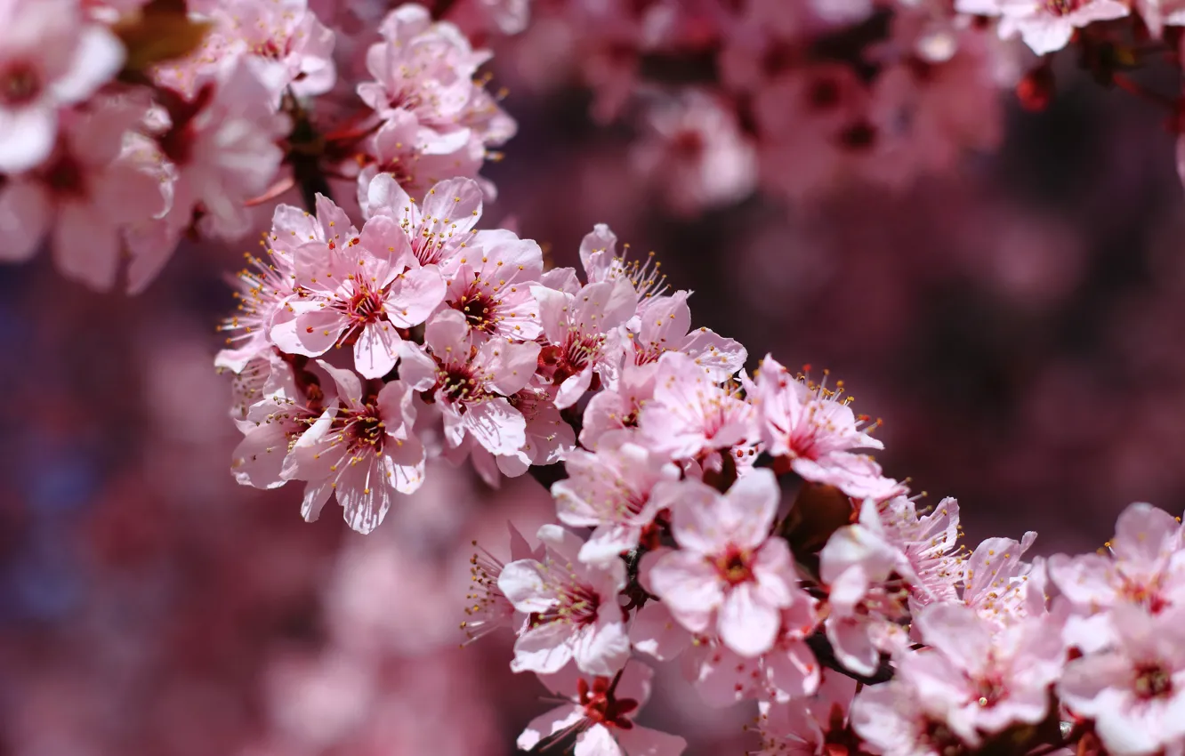 Photo wallpaper macro, cherry, branch, spring, flowering, flowers