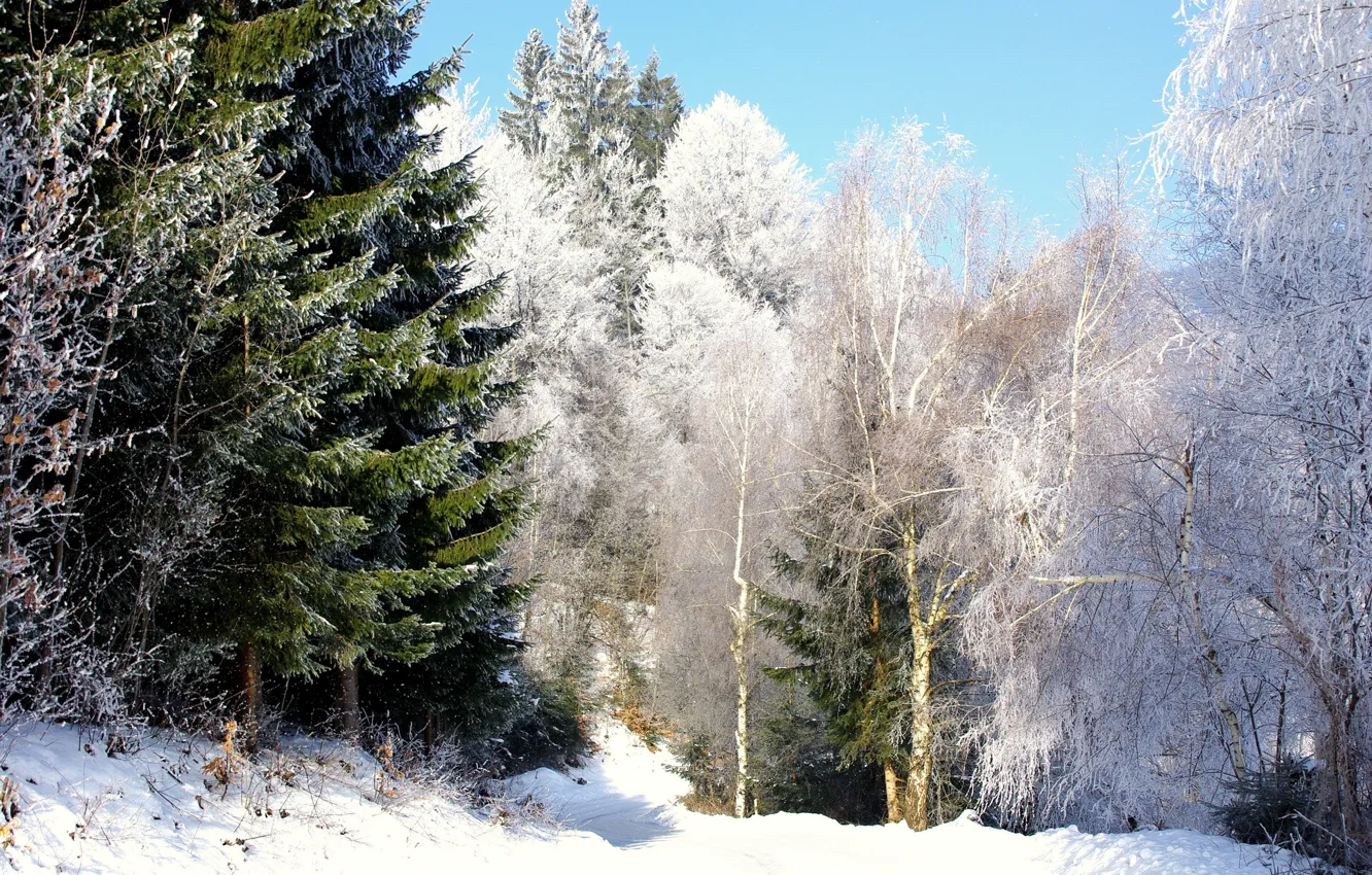 Photo wallpaper winter, forest, snow, birch, tree