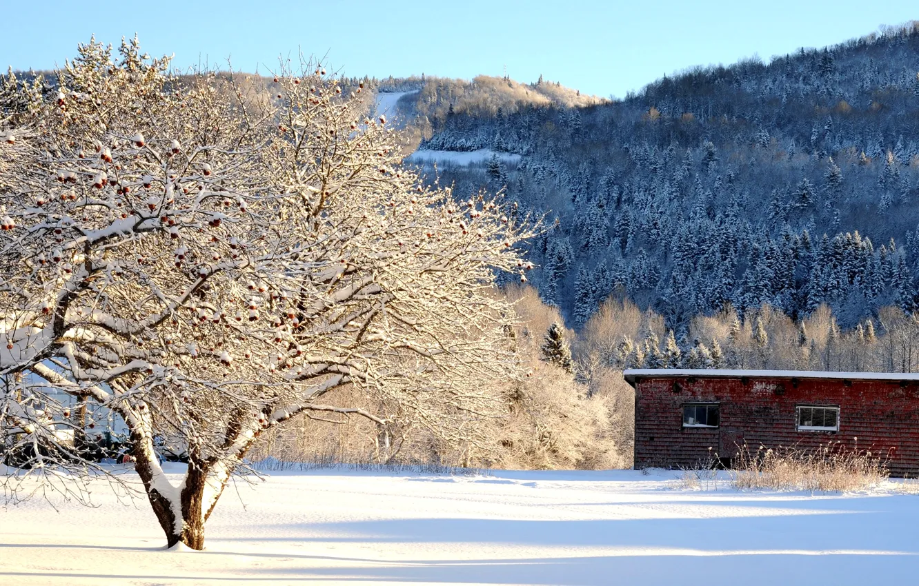 Photo wallpaper winter, snow, trees, mountains, the barn, Apple