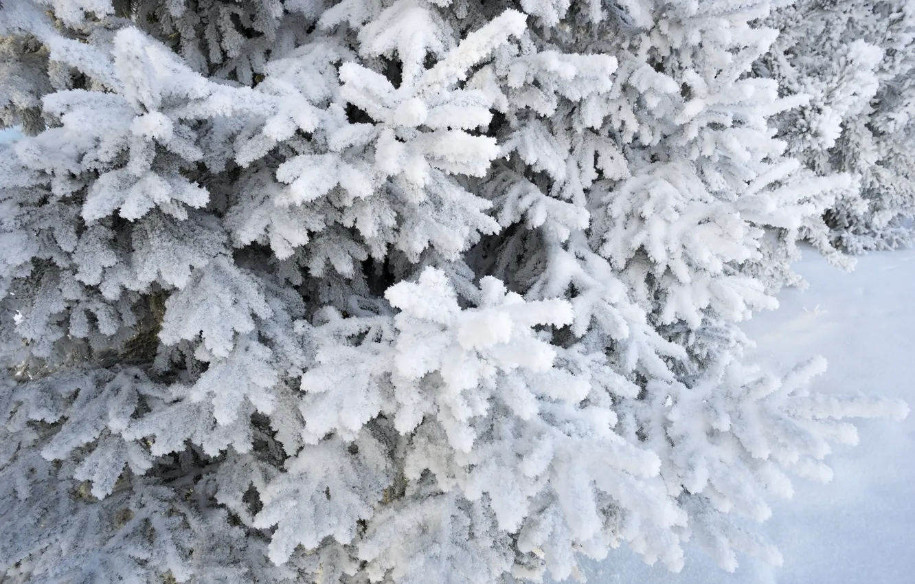 Photo wallpaper winter, snow, tree, winter, snow, spruce, frost, fir tree