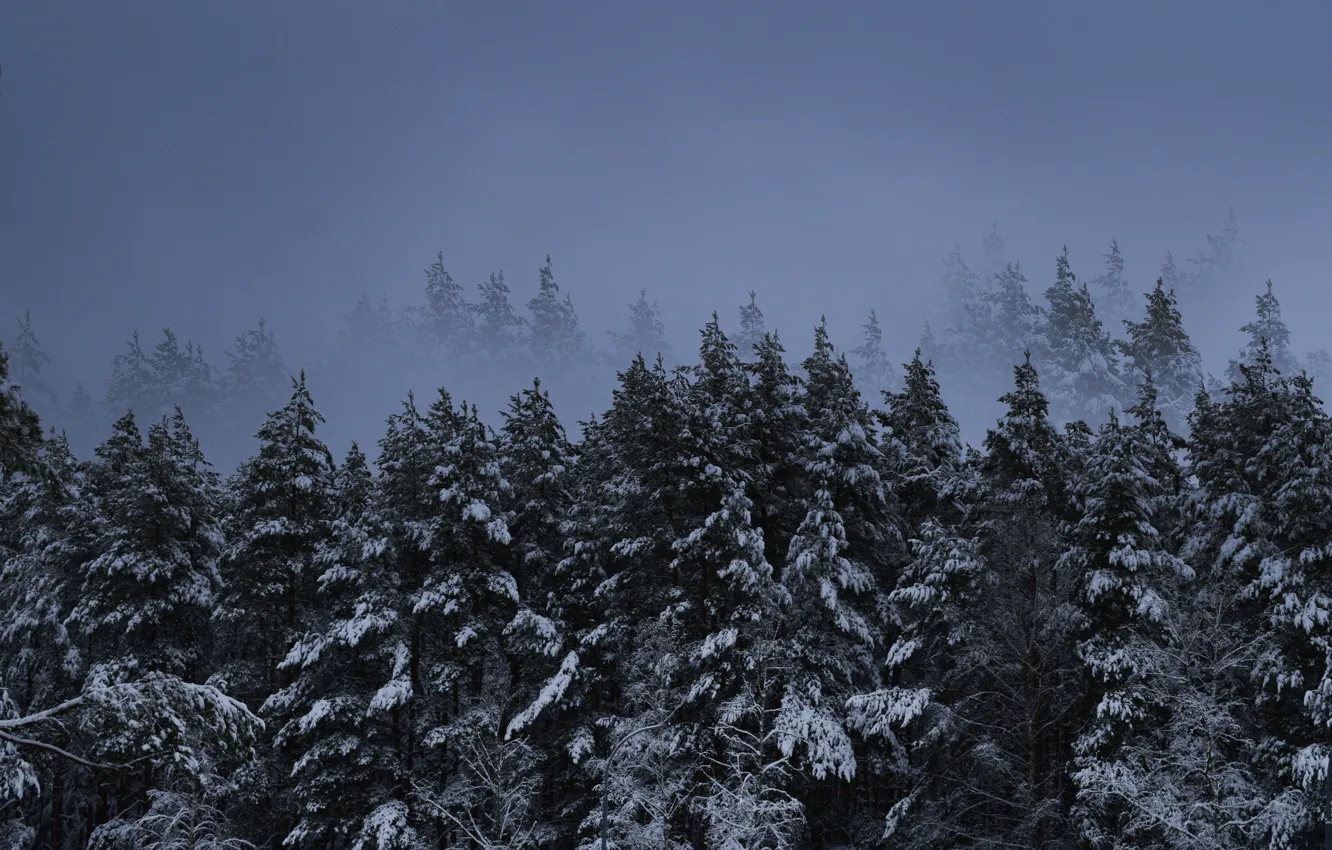 Photo wallpaper snow, winter forest, cold frost, fog in the forest