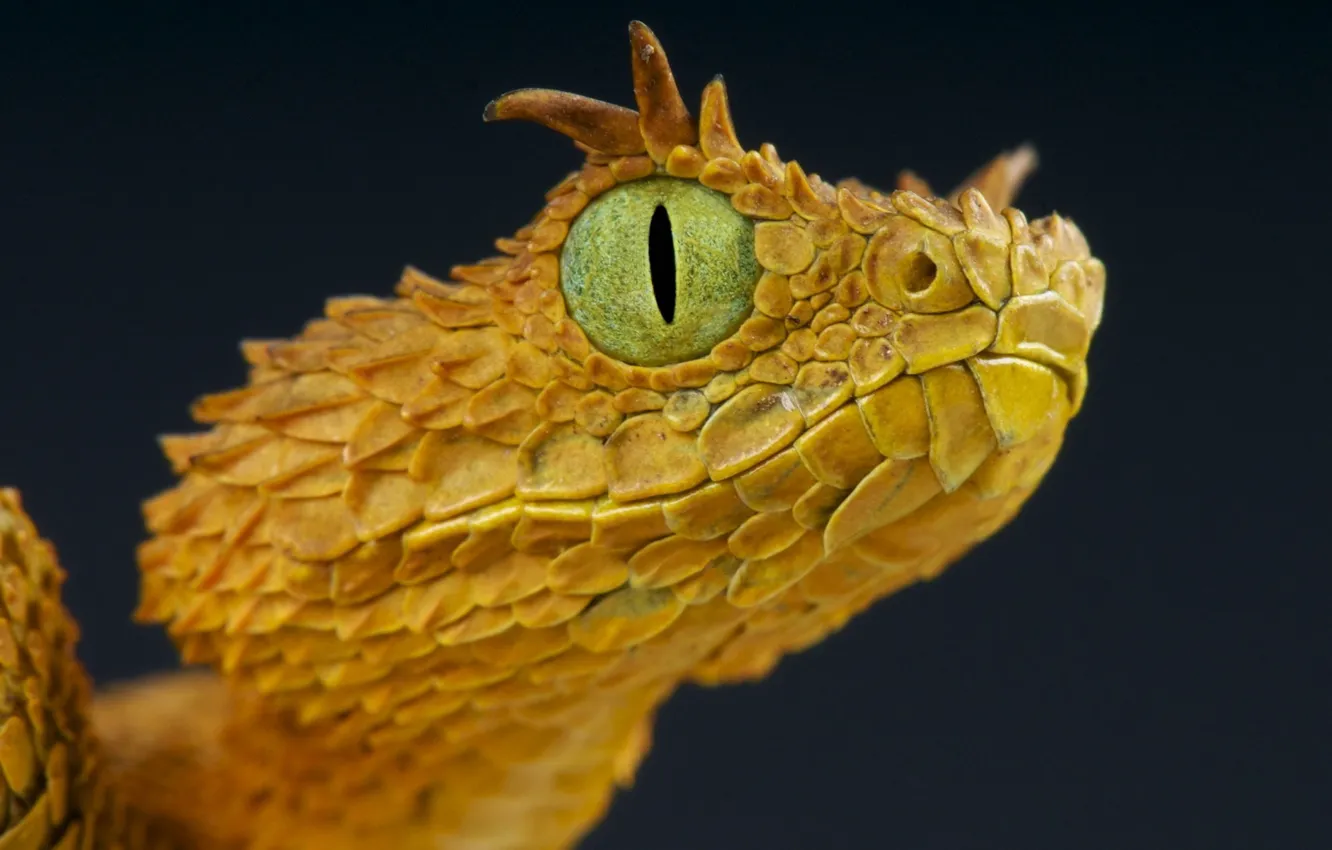 Photo wallpaper background, snake, Horny, Viper