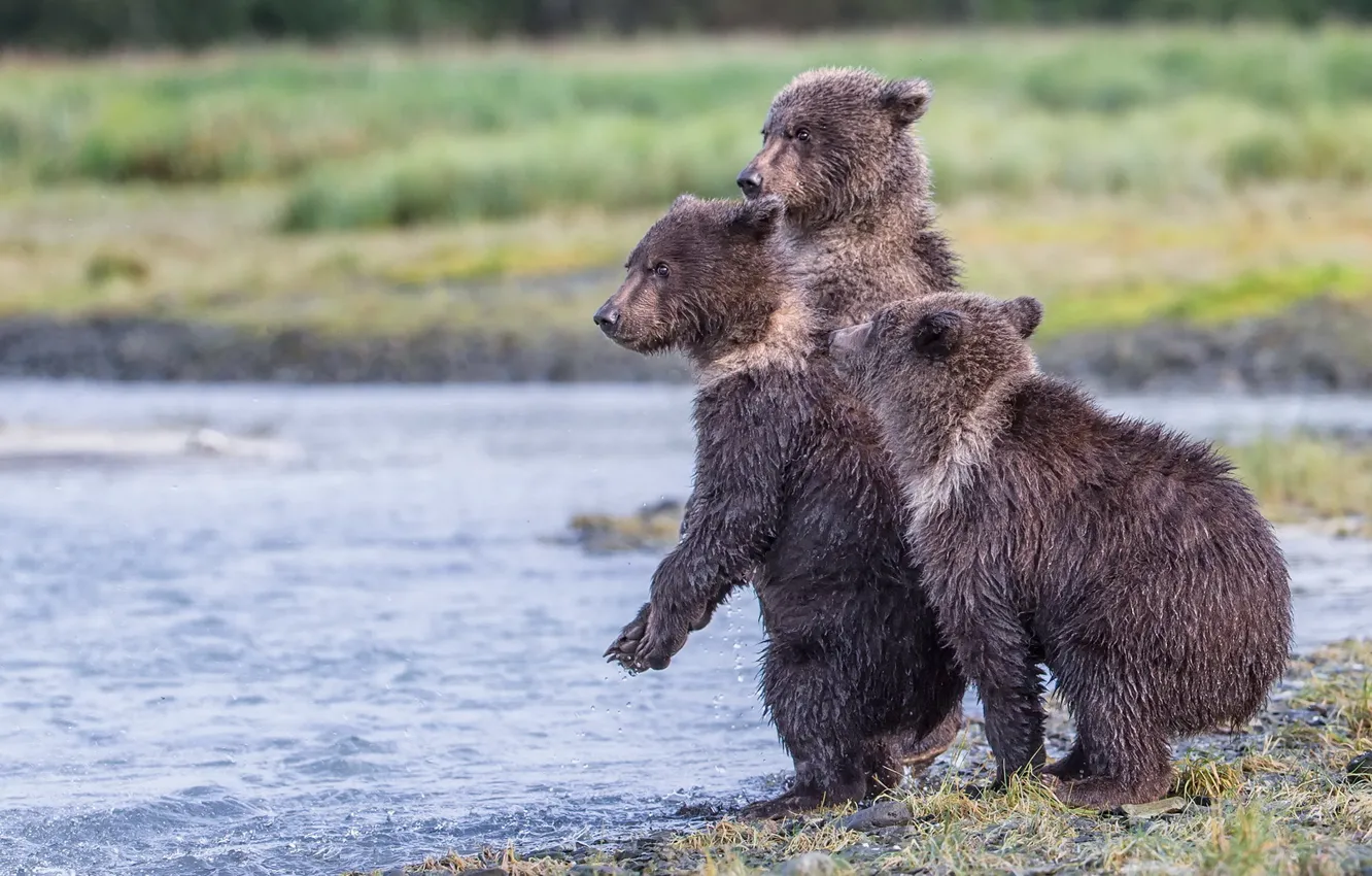 Photo wallpaper Alaska, reserve, Katmai National Park, three bear