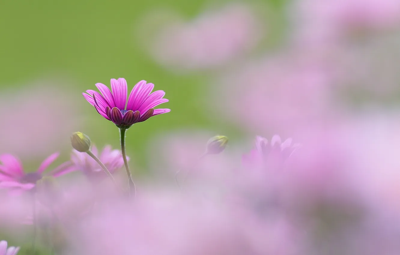 Photo wallpaper flowers, blur, pink, buds