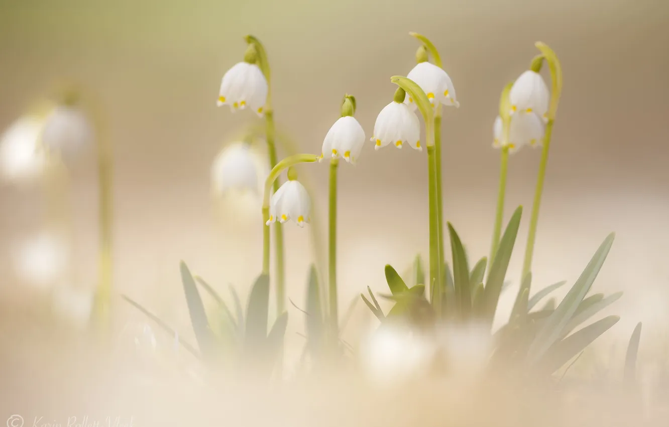 Photo wallpaper macro, flowers, spring, lilies of the valley