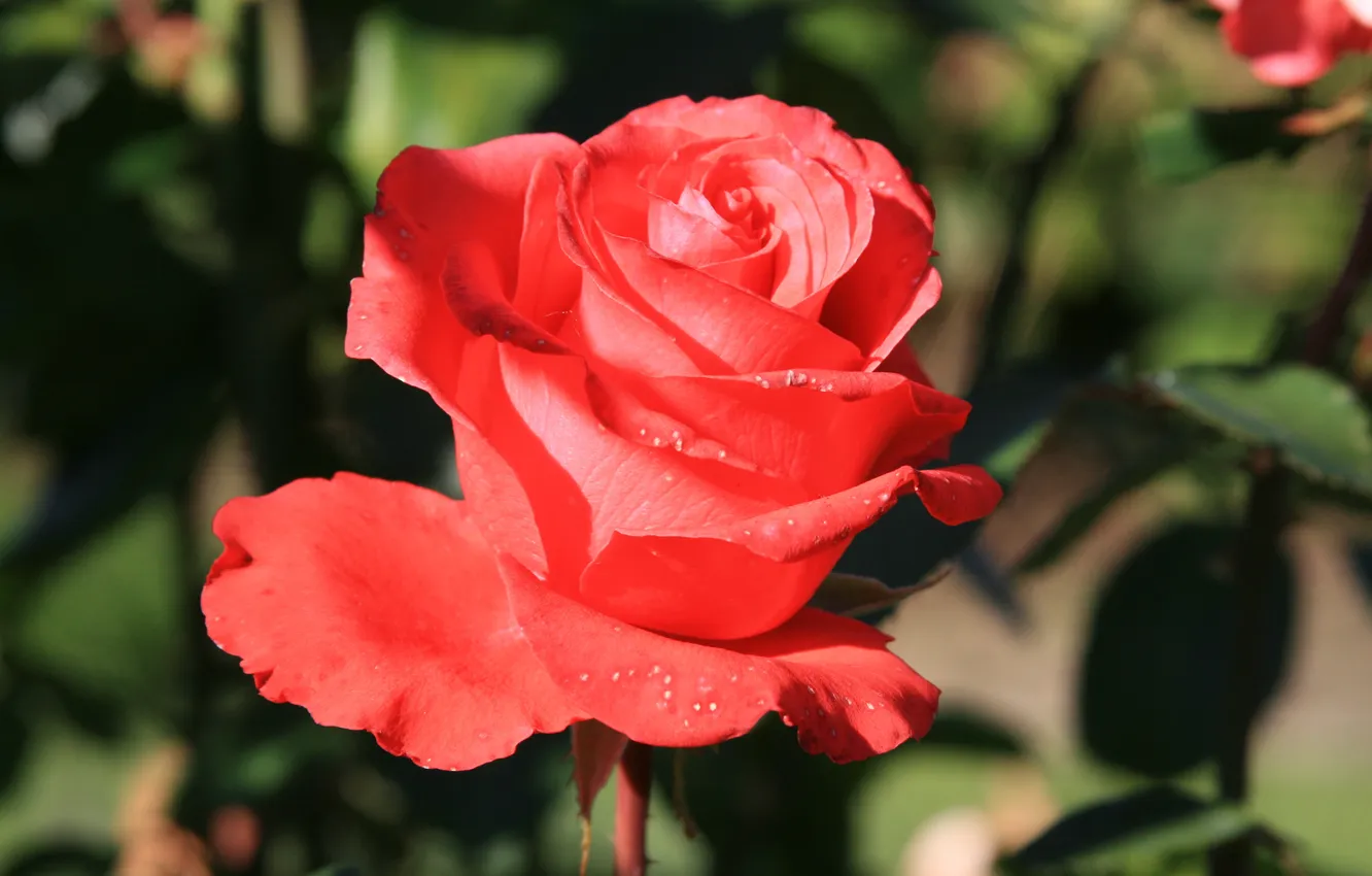 Photo wallpaper flowers, red, nature, Wallpaper, plant, roses, garden