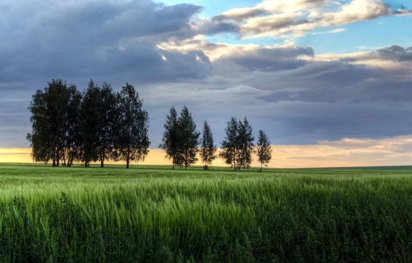 Photo wallpaper field, the sky, trees