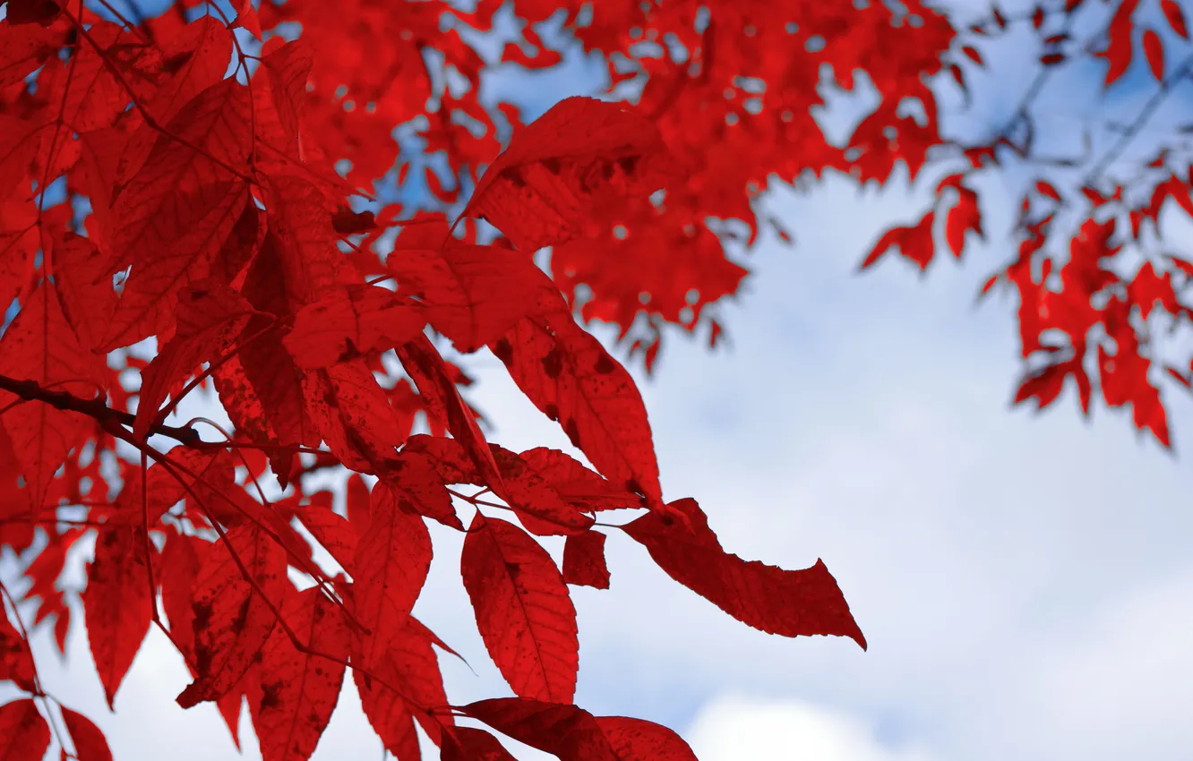 Photo wallpaper white, leaves, red, branch
