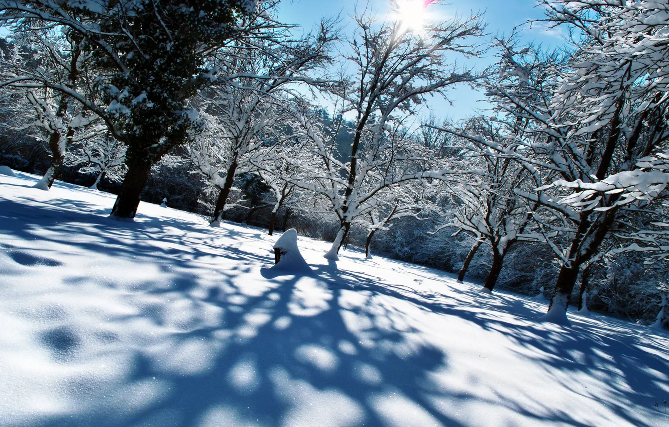Photo wallpaper winter, forest, the sky, the sun, snow, trees, landscape, in the snow