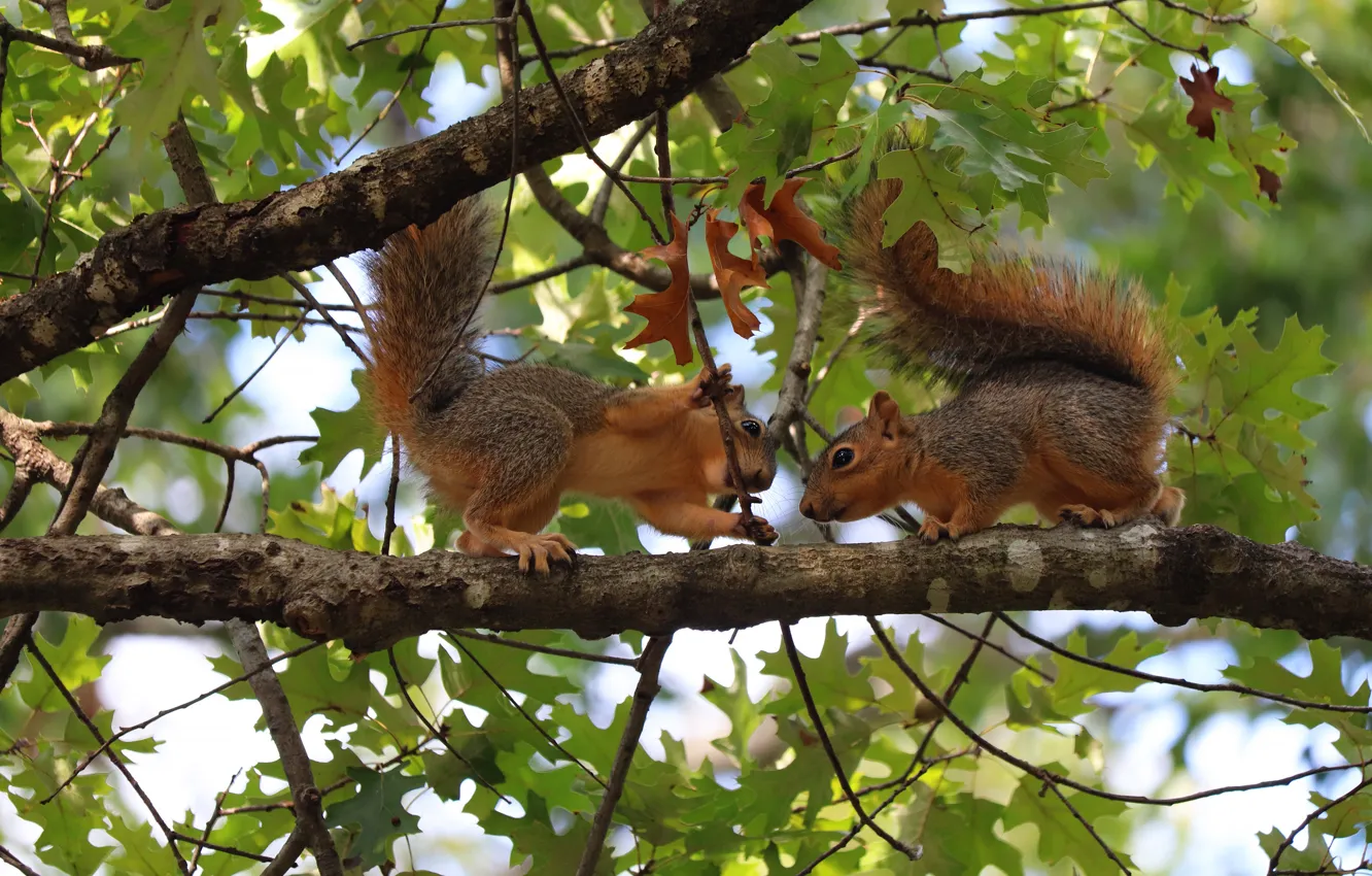 Photo wallpaper trees, branches, foliage, two, protein, a couple, squirrel, bokeh