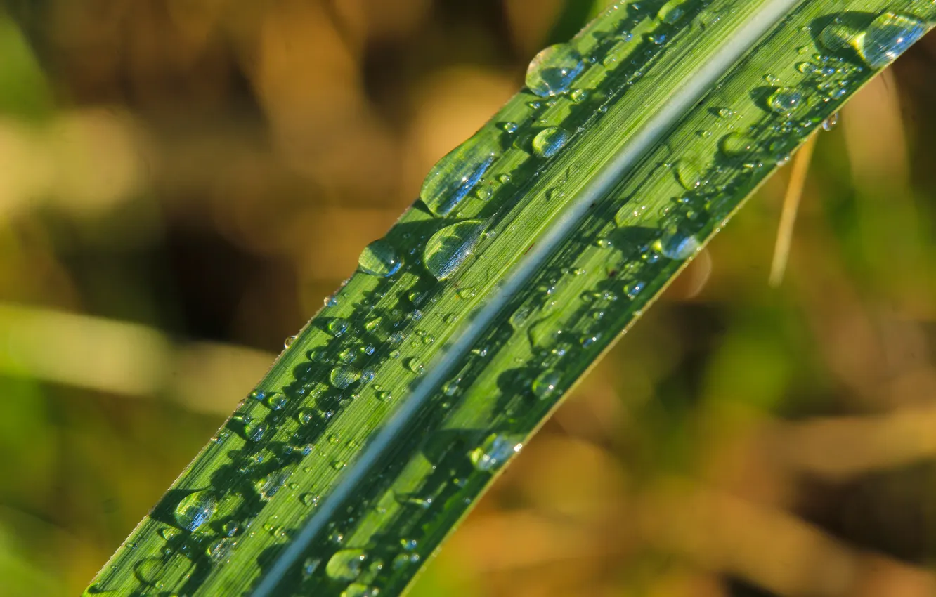 Photo wallpaper grass, water, drops