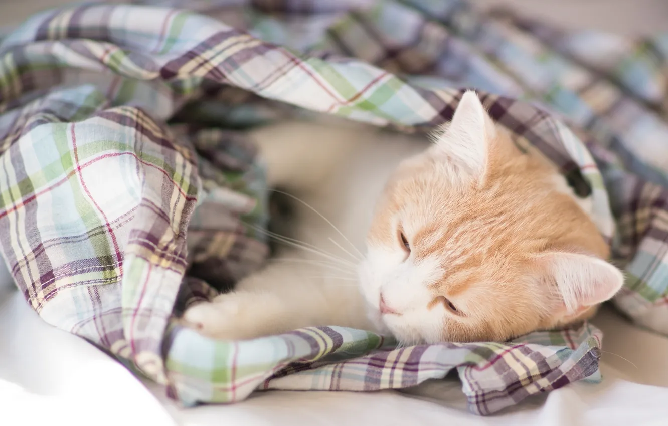 Photo wallpaper kitty, Hannah, © Benjamin Torode