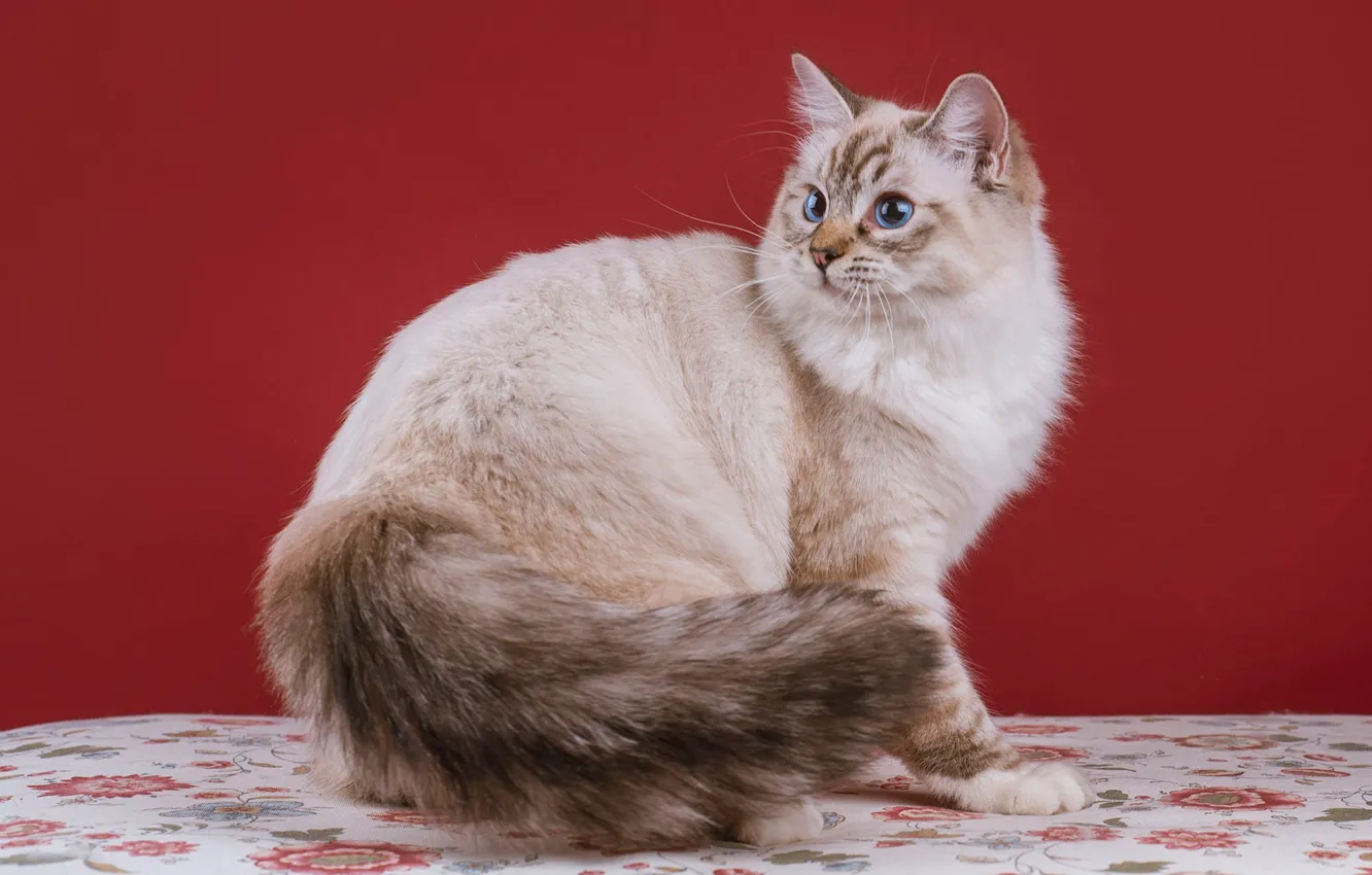 Photo wallpaper cat, cat, look, strips, pose, grey, sweetheart, muzzle
