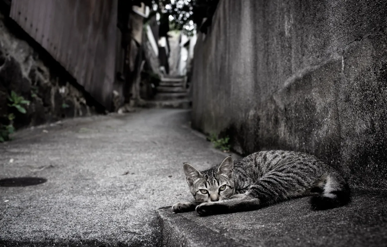 Photo wallpaper cat, look, street
